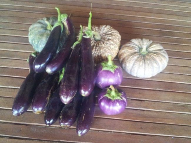 メコン川のカボチャとナスです｡