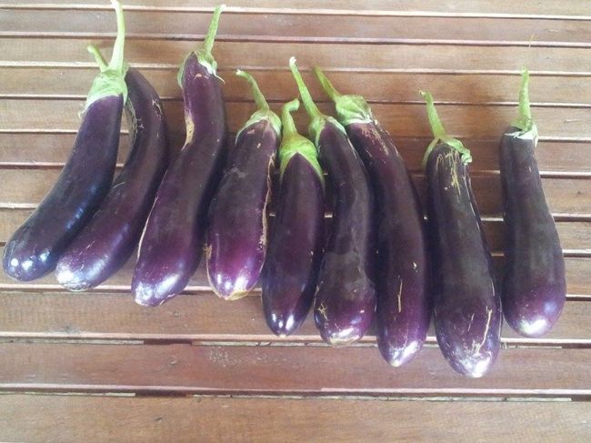 プノンペンのナスです｡