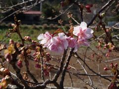 河津桜の原木は、河津町田中の飯田勝美さんという方（故人）が１９５５年頃河津川沿いの冬枯れ雑草の中で芽咲いているさくらの苗を見つけて、現在地に植えたものということです。

１９６６年から開花がみられ、１月下旬頃から淡紅色の花が約１ヶ月にわたって咲き続けて近隣の注目を集めました。