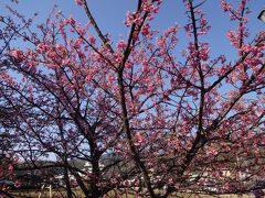 すると！

おお、土肥の松原公園には桜が！