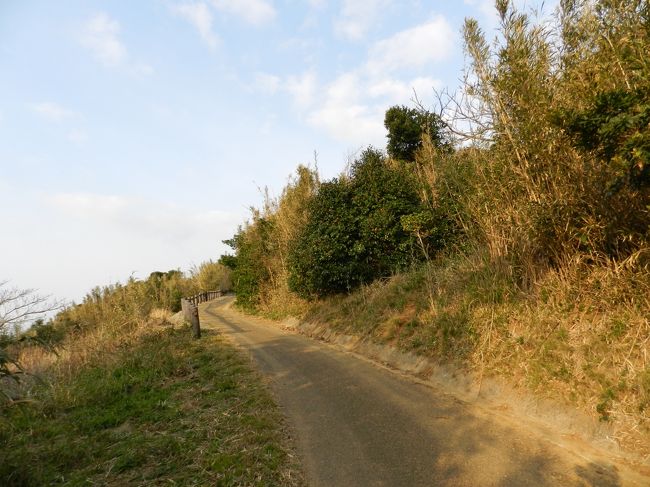 まだつぼみの状態です。<br />少し早すぎました。