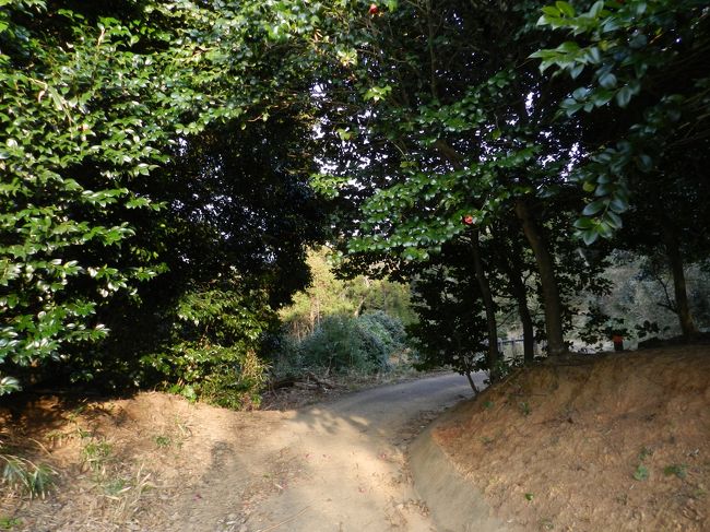 まだ、つぼみの状態です。<br />残念。