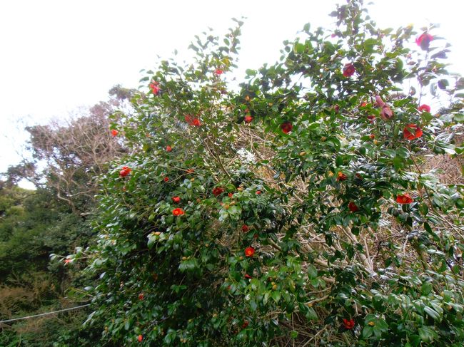 椿です。<br />今年はつぼみも少ないようです。