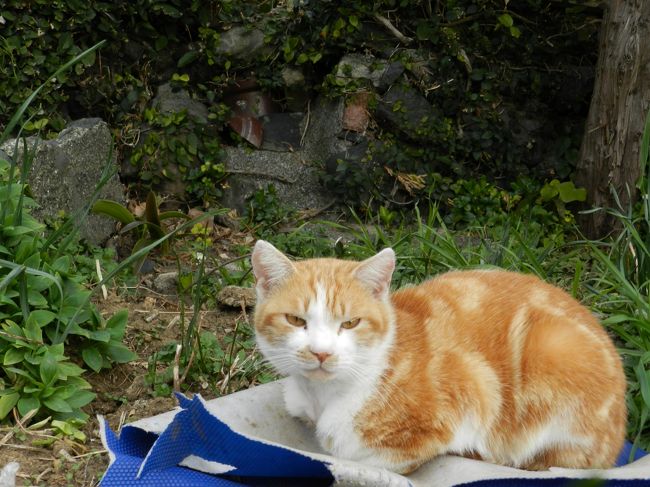 猫です。<br />猫が多いと聞いていましたが、少ないです。<br />冬を越せなかったのでしょうか。