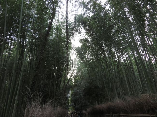 仕方ないので、竹林の小径まで歩きます。<br />佐倉の実家にも竹林がありますが、こんなに真っ直ぐではありません。