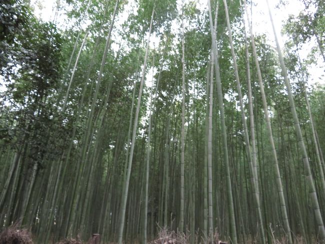 天に向かってまっすぐ伸びてますね〜。