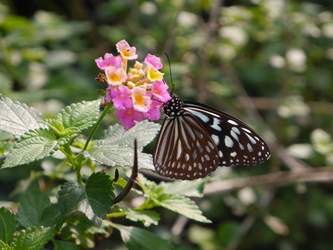 １周道路の北から東側にかけてたくさん飛んでいました。