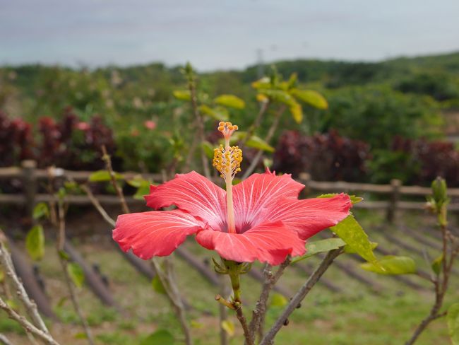 かなり急ぎ足でしたが、初めての場所、何度も訪れてしまう場所などなど、充実した旅となりました。次は夏の八重山に是非行きたいです。