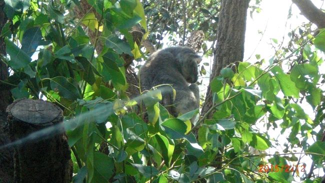 朝早く到着したのでチェックインはまだ出来ません。ホテルに荷物を預け、時間調整のため歩いて15分位のダーリングハーバーの所にある、ワイルドライフシドニーという動物園に出かけました。コアラはシドニーでは抱っこできません。こちらでは一緒に写真は撮れるみたいですが、有料のようです。