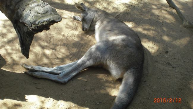 コンパクトな動物園ですが、オーストラリア特有のコアラ・ワラビー・カンガルー・クロコダイル等の動物達を見る事ができます。1〜2時間もあれば十分楽しめます。