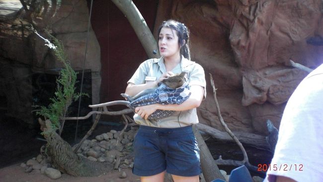 抱っこされておとなしくしているワラビーがとても可愛かった。スタッフの説明は英語なので、勿論分かりませんΘ