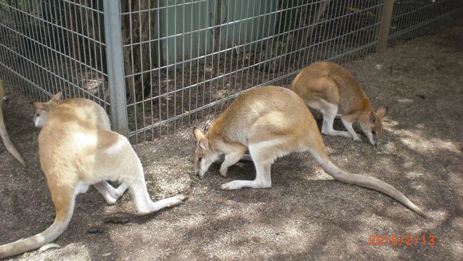 カンガルーやワラビー、タスマニアンデビルなどオーストラリア固有の動物がまじかに見られ、餌を買って与える事もできます。