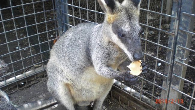 こちらの動物達のほどんどは、この動物園生まれとの事。スッゴク人間に慣れてます。優しくだったら触っていいよ…と係の人に言われて、コアラやワラビーを撫でてやりました。大感激！！！とても温かかったし…。