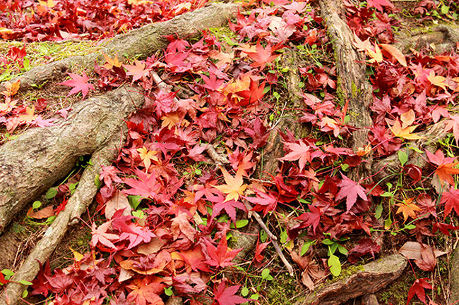 紅葉 rectangle_large_type_2_3525884