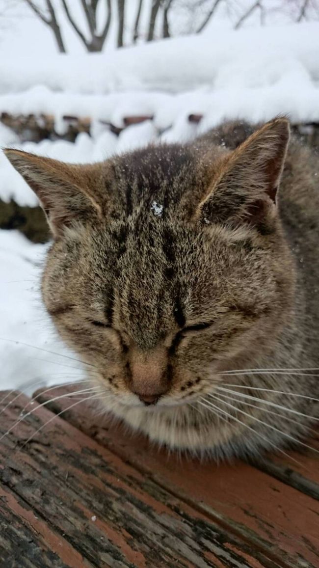 寒くないのか(≡'・'≡)ﾆｬﾝ。
