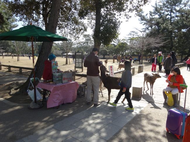 駐車場の前は直ぐに奈良公園です。