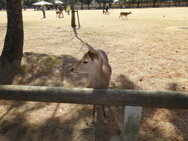 公園内には沢山の鹿が居ます。