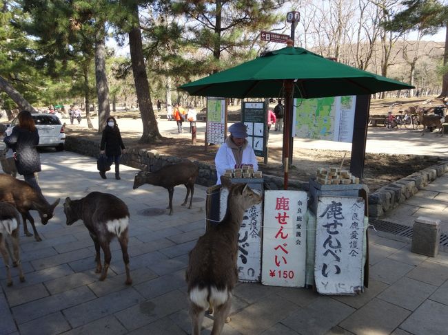 鹿せんべいは150円で売られています。