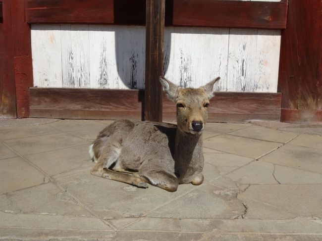 中門のそばで鹿が日向ぼっこしています。