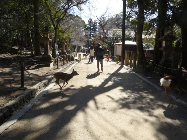 笛の音が聞こえた後に、<br />沢山の鹿が目の前を走って行きました。<br /><br />鹿寄せの笛だったみたいです。<br />エサの時間だったんでしょうか？