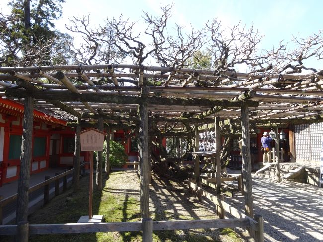 境内には砂ずりの藤があります。<br />樹齢700年以上と言われています。