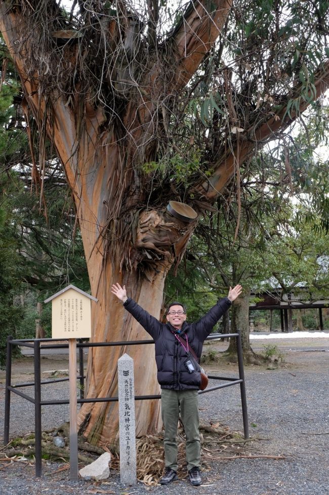 天然記念物<br /><br />ユーカリの木<br /><br />おおきい！<br /><br />これにて気比神宮参拝終了