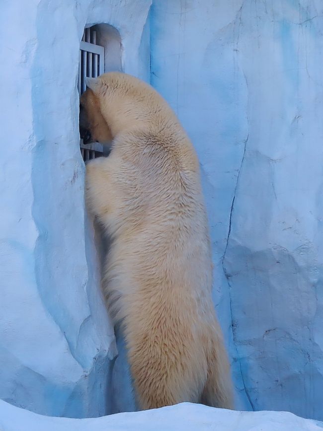 上野Zoo2/3 ホッキョクグマ 寒さに強く元気 ☆水中遊泳も得意