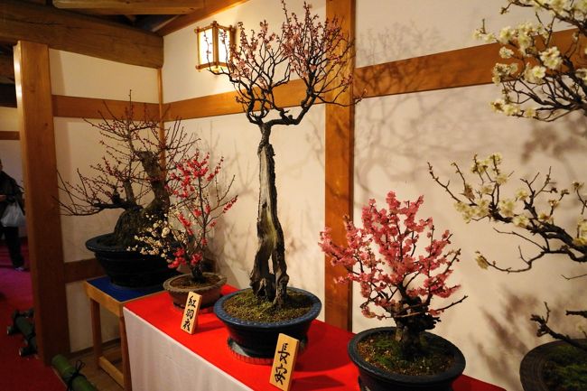 お城で開催される大和郡山盆梅展と城下町の大和な雛まつりを見に行ってきました 斑鳩 法隆寺周辺 奈良県 の旅行記 ブログ By Hiro3さん フォートラベル お城で開催される大和郡山盆梅展と城下町の大和な雛まつりを見に行ってきました 斑鳩 法隆寺周辺 奈良県 の旅行記 ブログ By Hiro3さん フォートラベル