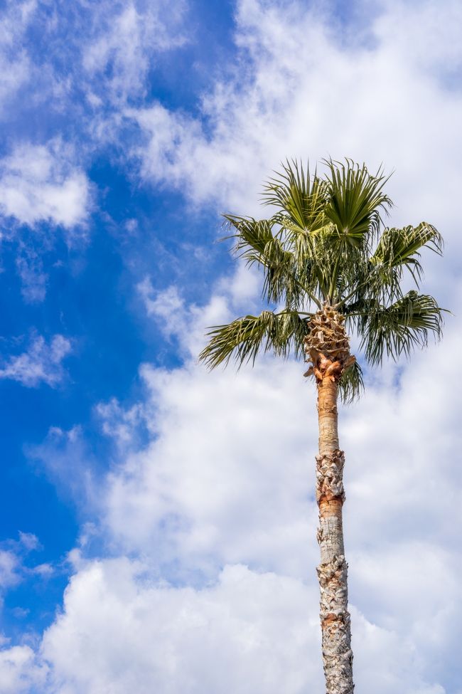 ヤシの木？っぽい南国の木と青空が( ・∀・) ｲｲﾈ！