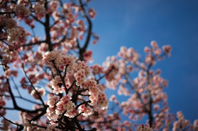 桜も少しばかりありましたよ(・∀・)！