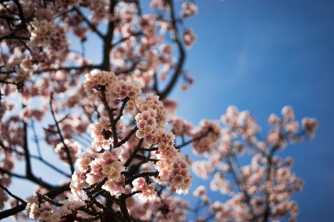 ご覧のとおり満開ですな(´∀｀)<br />やはり桜は美しいね----