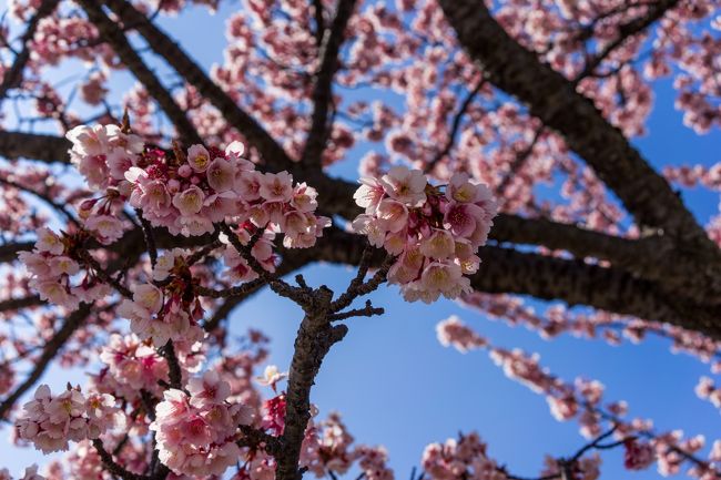 梅は見れなかったけど素晴らしいリゾ-ト宿泊ができました(｀・ω・´)