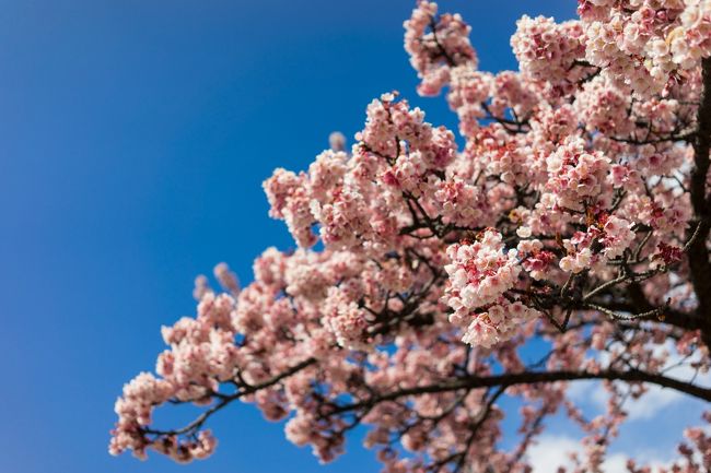 たまにはこういう自分じゃ行かないとこや体験をするのもマタ新たな世界や体験をできるからいいね( ・∀・) <br /><br />自分だと早朝から深夜まできっちり観光したりしてホテルにはホント寝に帰ってるけど、時間を気にせず滞在を楽しんでゆっくり部屋で飲んだりもいいね(´∀｀)<br /><br /><br />そんな素晴らしい旅でした！<br />一泊では短いですが一泊だと現実に戻りやすいですねw<br />２、３泊するとね・・・・(･∀･)汗