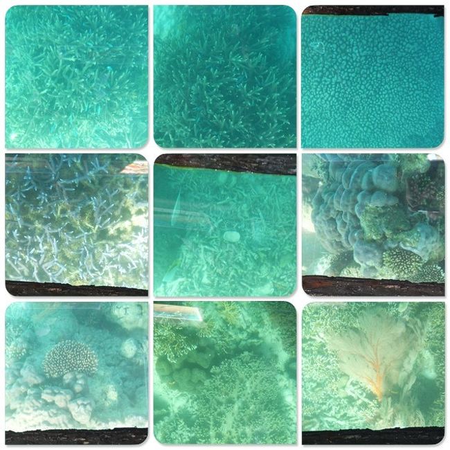 15分ぐらいのグラスボートの旅。<br />洋服のまま船に乗って透明な床を見るだけで、サンゴや熱帯魚が見放題です！<br />こんなによく見えるなら、シュノーケルやダイビングしなくてこれでいいじゃん！それだけ透明度が高いってことですよね。