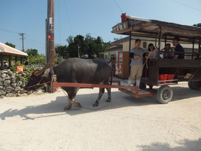 あっという間に竹富島に到着。<br />到着すると水牛車の乗り場までの送迎バスが待っていてくれていました。<br />そして送迎してもらい、水牛車に乗りました！<br />水牛さんはとても賢くて自分でルートや内輪差を考えて歩くんですね。<br />水牛使いのお兄さんが民謡「安里屋ユンタ」と「島唄」を三線で歌ってくれました。<br />ザ・沖縄だね！