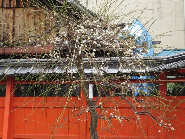 境内には梅も咲いていました