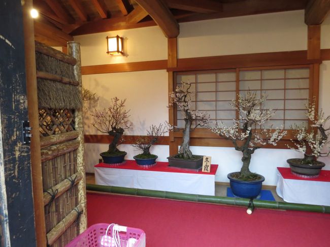 盆梅どれもこれも見事でした<br /><br />次へ参ります