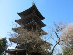 エゾシカゾーンの近くには五重塔があります。旧寛永寺五重塔として重要文化財に指定される文化遺産。近くに行くには上野動物園に入場しなければいけません。
