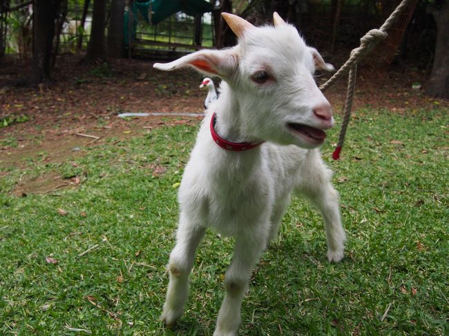 ヤギがいます。