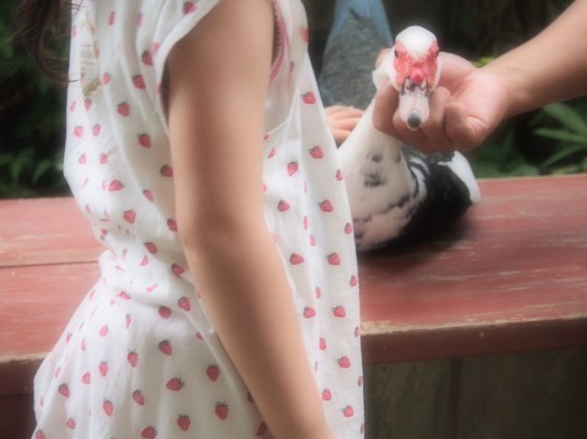 トリもいます。<br /><br />前回もツアーに参加して楽しかったので今回も参加。<br />シュノーケルは、まだちょっと子供達には早かったけど、箱メガネで海の世界を満喫できました。<br /><br />マングローブカヤックも、マングローブのことやそこに住む生き物の話を聞きながら楽しめました。<br /><br />疲れましたが、満足したツアーでした。