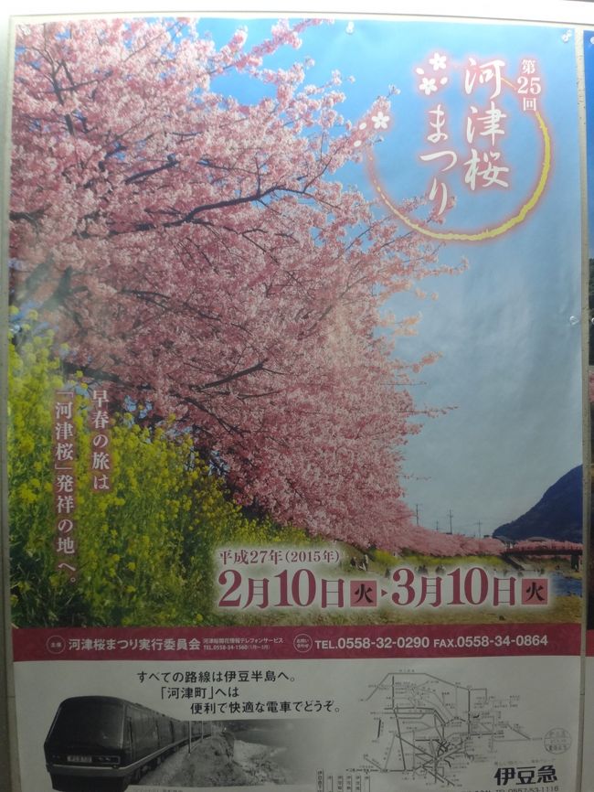 伊豆で一足早い春を満喫 色鮮やかなピンク色の河津桜と黄色の菜の花の饗宴 日本三大つるし飾りの一つである 伊豆稲取 雛のつるし飾り 編 河津温泉郷 今井浜 静岡県 の旅行記 ブログ By リンリンベルベルさん フォートラベル