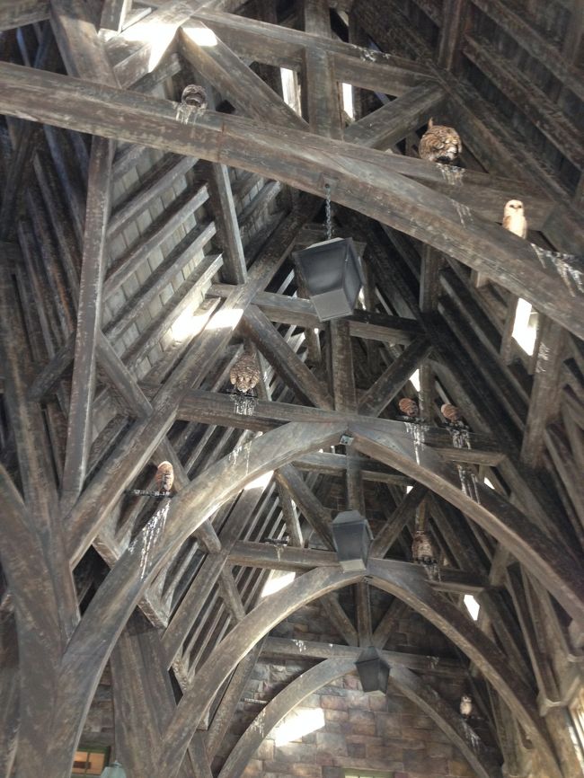 バタービールの甘さにビックリしつつ見上げると、フクロウさんたち（動かないけど）うちゃうちゃ居てはります。