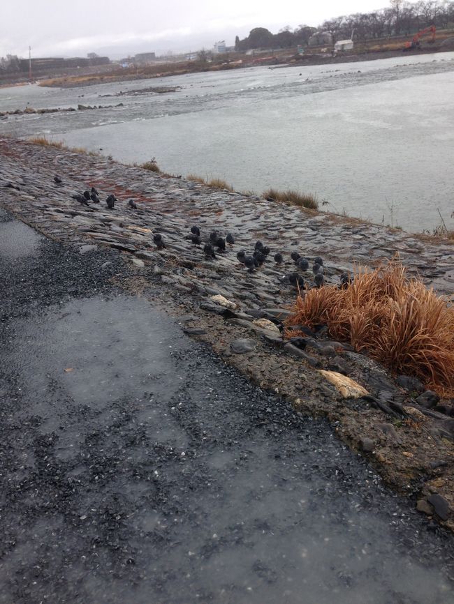 時雨空だったため、鳩もまるまってました。
