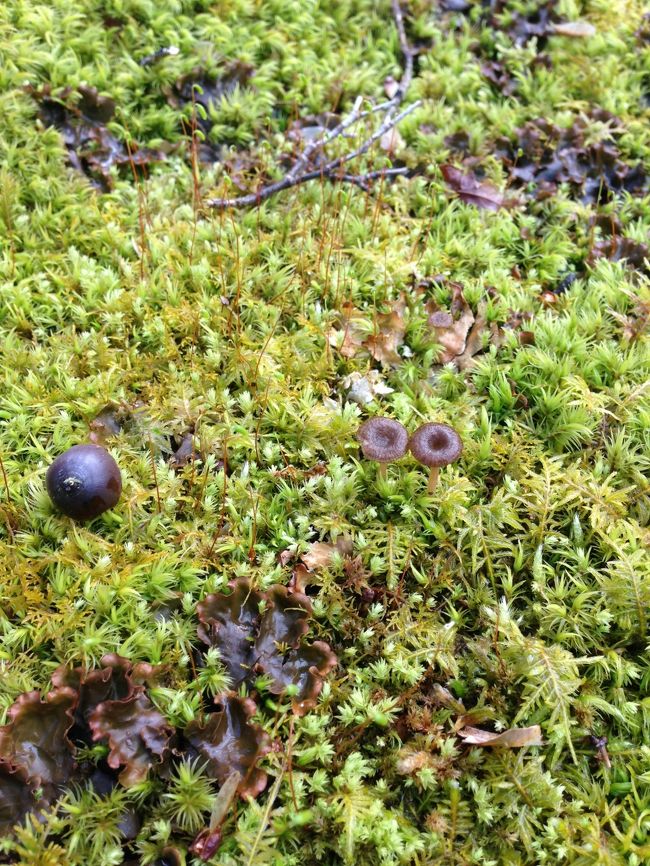 急に苔マニアになる女二人。