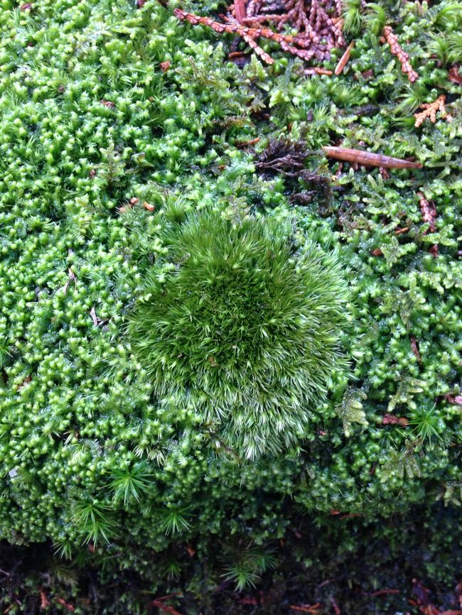 色んな苔がありました。