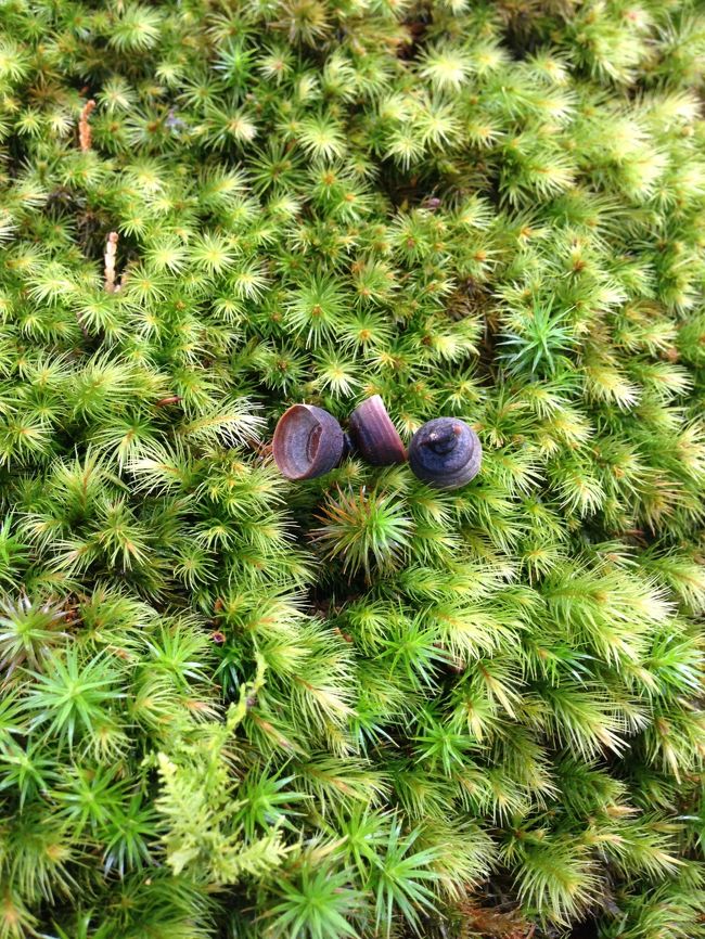 フォトジェニック。苔&amp;どんぐり