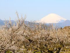 開花情報をネットでチェック！曽我梅林は今週が見所とのこと。混雑が予想されるため8時着で出かけました。富士山と梅は絶景です。