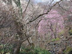 小田原フラワーガーデンの梅の満開の状態は3月上旬ごろまで続くそうです。