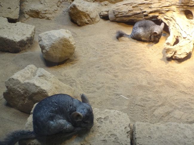 伊豆の冬の風物詩である 伊豆シャボテン公園 の カピバラの露天風呂 伊豆テディベア ミュージアム のオープンテラスのあるカフェでティータイム となりのトトロのぬいぐるみ展 編 伊豆高原 静岡県 の旅行記 ブログ By リンリンベルベルさん フォートラベル