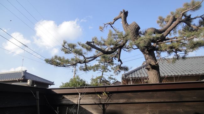 松の木も見えますね。隣家の庭木を借景してます(^_-)☆